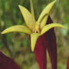lacewing302